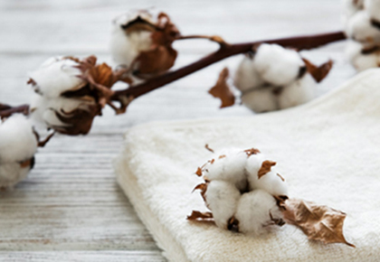 传统棉和有机棉，谁更可持续？
